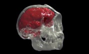 Human Brain Evolution: What Fossils Tell Us