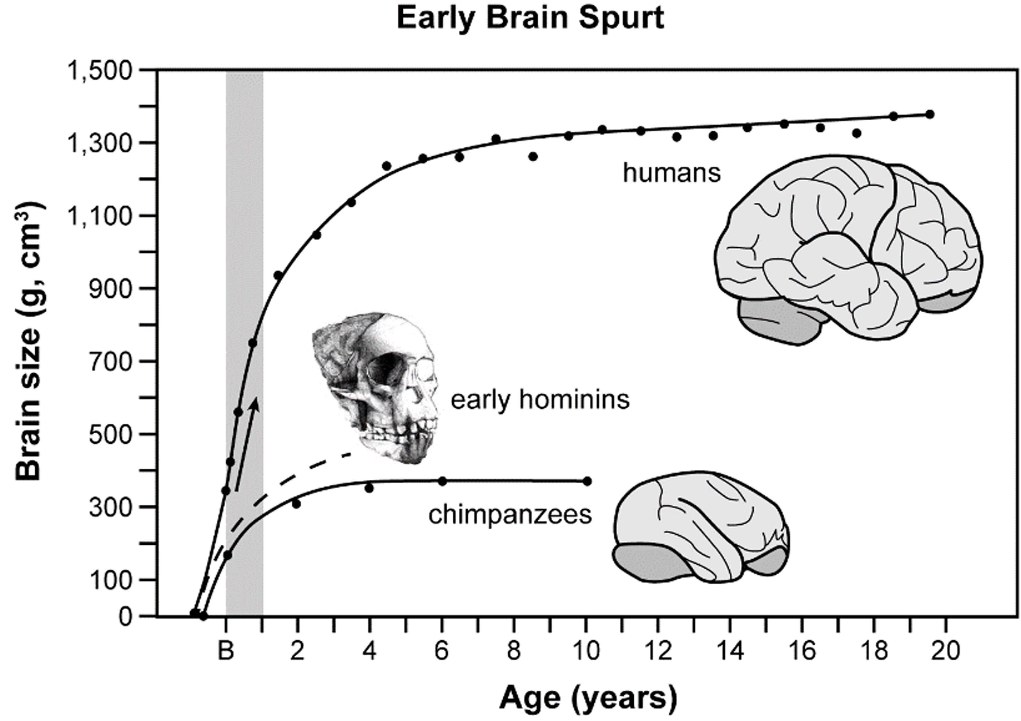 Human Brain Evolution: What Fossils Tell Us | Dean Falk — Evolutionary