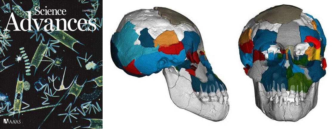 Australopith brains